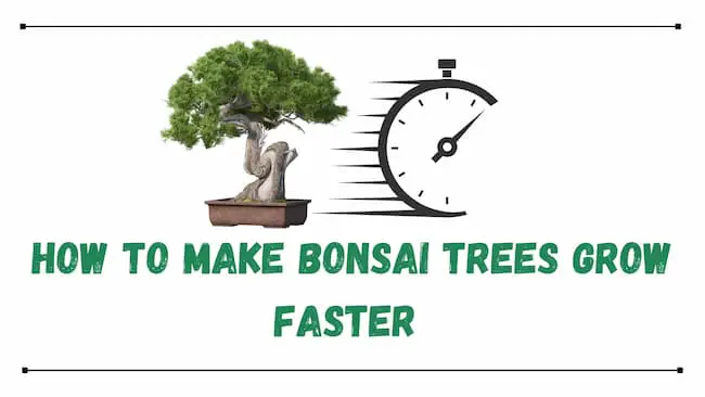 bonsai trees grow faster