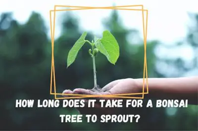 How Long Does It Take For A Bonsai Tree To Sprout?