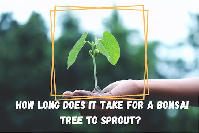 How long does it take for a bonsai tree to sprout? 